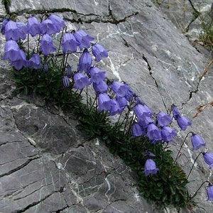 ALPINE BLUE BELLS Campanula Cochleraifolia Hardy Perennial 20 Seeds