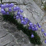 ALPINE BLUE BELLS Campanula Cochleraifolia Hardy Perennial 20 Seeds