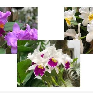 Printable Orchid Prints, Botanical, Tropical