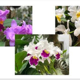 Printable Orchid Prints, Botanical, Tropical