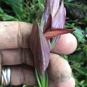 orchid Serapias vomeracea bulb or seed pod and substrate. long-lipped serapias, ground orchid.