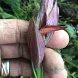 orchid Serapias vomeracea bulb or seed pod and substrate. long-lipped serapias, ground orchid.