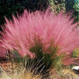 30 Rare Purple Love Grass Seeds/Eragrostis Spectabilis/Tufted Love Grass/Ornamental Love Grass/Naturally Attractive Ornamental Grass/P057