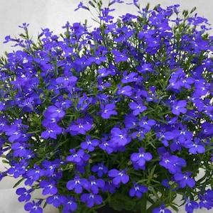 100 seeds, Lobelia seeds, annual