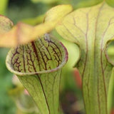 Carnivorous Plant Seeds 7 Mountain Pitcher Plant VERY LIMITED SUPPLY