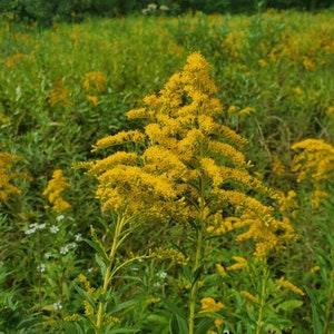Canada Goldenrod - Solidago canadensis - Canadian Native Wildflower Seeds