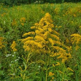 Canada Goldenrod - Solidago canadensis - Canadian Native Wildflower Seeds