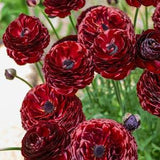 Ranunculus Romance 