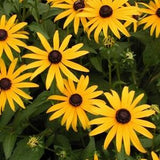 3000 Organic non-GMO Black-Eyed Susan Flower Seeds.