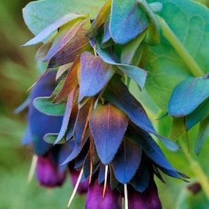5 seeds Cerinthe major ??Kiwi Blue??