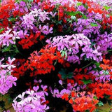 Ivy Geranium Speedy Beautiful and Rare Flower 10 Seeds Mixed Colors, non GMO, fresh