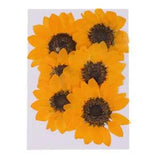 6pcs Dried Flower  Scrapbooking Decoration   DIY
