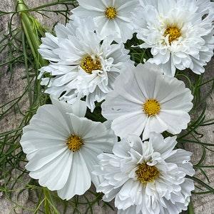 Mixed White Cosmos Seeds White Purity and Snow Puff cut flowers bouquet florist wedding from Urban Food forest/garden