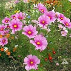 Radiance COSMOS SEEDS cut flower bouquet florist wedding bouquet from Dizzy Bees Urban Urban Garden