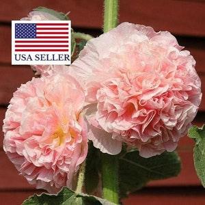 10 Alcea Rosea Chaters Double Salmon Pink Seeds - Alcea, Atl??ia, Royal Malva, Malvaisco, Hollyhock