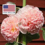 10 Alcea Rosea Chaters Double Salmon Pink Seeds - Alcea, Atl??ia, Royal Malva, Malvaisco, Hollyhock