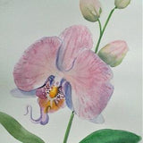 Pink orchid