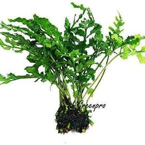 Greenpro Water Fern Bolbitis Heudelotii Potted Live Aquarium Plant Fresh Water Plants