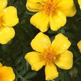 50 yellow marigold tagete seeds for the garden. Annual insecticide flower
