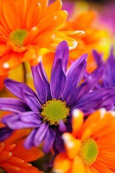 I like this Flower Delivery