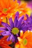 I like this Flower Delivery
