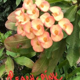 Crested Crown of Thorn-Euphorbia Milii-Wil Receive The Actual Live Plants And Will Receive Free Pot Of Ephyllium Orchid Cactus