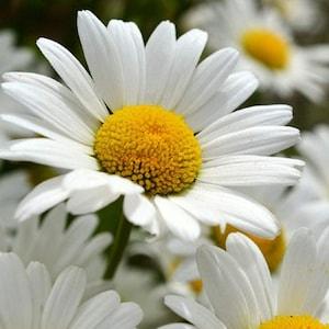 Daisy Seeds,  Shasta Daisy Flower Seeds,"COOL BEANS N sprouts" Brand. Home Gardening.