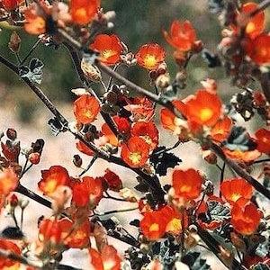 APRICOT GLOBEMALLOW Sphaeralcea Ambigua Desert Globe Mallow Perennial 30 Seeds