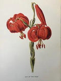 Antique Print Lily Of The Field Garden Flower C1900's Botany Flowers Plants