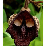 Orchid Seeds leopard (15 per pack)