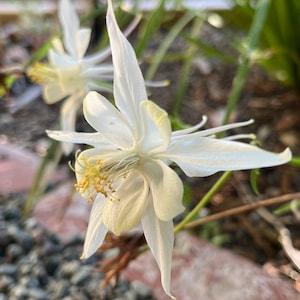 White Columbine Seeds (Aquilegia chrysantha)