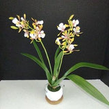 Artificial Mini Cattleya Orchid plant YELLOW PINK