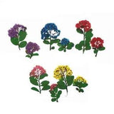6X Pressed Real Daffodil Dried Flower Leaves for Resin Jewelry Making DIY Craft
