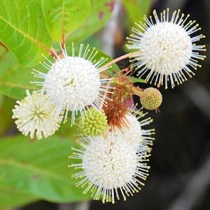 Buttonbush Ornamental Shrub {Cephalanthus occidentalis} Fast Growing | Butterfly Attractant | Container Favorite | 30+ seeds New!