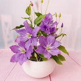 Clematis in the pot Polymer clay flower-Cold porcelain flower-Realistic flower-Real touch flower-Botanical sculpture-Potted Plant Artificial