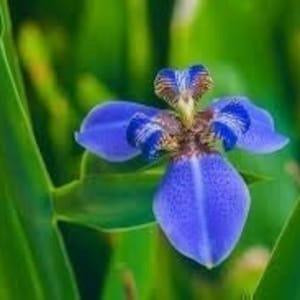 10 Iris Orchid Flower Seeds - Light Blue Orchid Flower Plant - Perennial Rare Flower Seeds