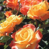 Pg 4 of Roses for Sale - Versatile Rose Bushes Flower Delivery