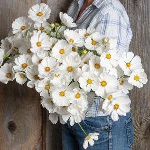 20 Cosmos Purity Flower Seeds / Cosmos bipinnatus / English Garden / Wildflowers / Cottage / Bouquet Flowers / Wedding Flowers