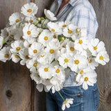 20 Cosmos Purity Flower Seeds / Cosmos bipinnatus / English Garden / Wildflowers / Cottage / Bouquet Flowers / Wedding Flowers