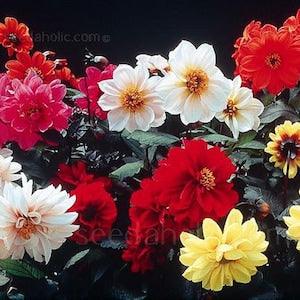 Dahlia - A Mix of Different Varieties | 25 Seeds For Planting