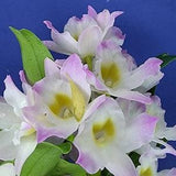Dendrobium orchid Nobile Fancy Angel "Lychee" bloom size