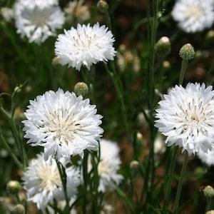 White bachelor button flowers 1 ounce of seed