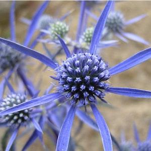 700 BLUE Star SEA HOLLY Eryngium Alpinum Flower Seeds