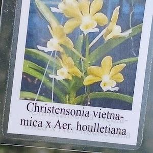 Orchid Vanda christensonia vietnamica x Aer houlletina Plant