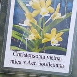 Orchid Vanda christensonia vietnamica x Aer houlletina Plant