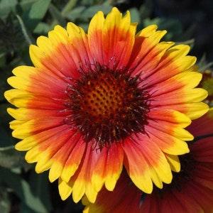 Arizona Sun  Flower Seeds , "COOL BEANS N sprouts" Brand. Home Gardening. This Flower is also know as Gaillardia and Blanket Flower.