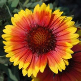 Arizona Sun  Flower Seeds , 