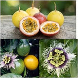 Passiflora edible liana Flower perennials Seeds/  #2152