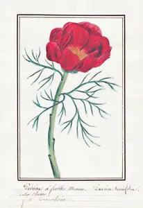 Peony Paeonia Botany Flower Botany Watercolour Drawing 1830
