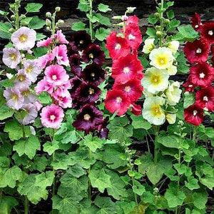 ORGANIC HOLLYHOCK SEEDS - Heirloom-  Memorable Mix- New
